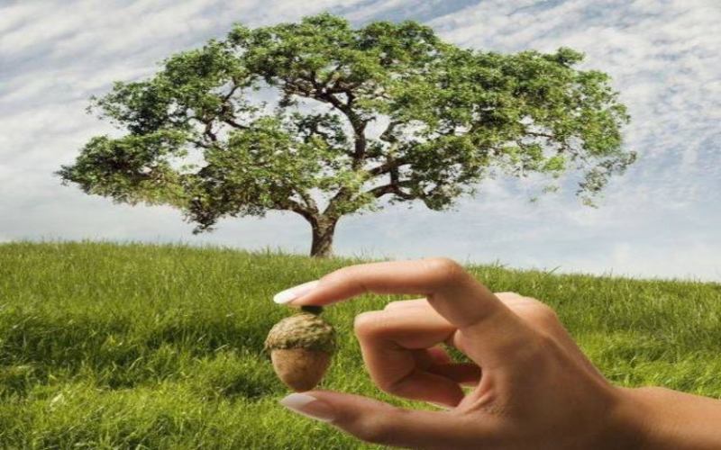 Дерево тренинга. Дерево цели тренинг.