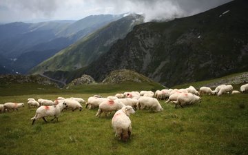 Buy tickets to Мандрівка в Трансильванію, Румунія: 